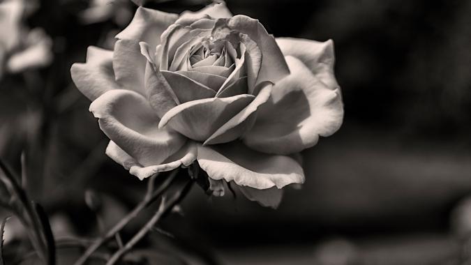 AdobeStock_272459037-compressed.jpg